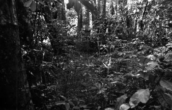 Sinclair cemetery, Hine Rd, WOA before clearing - H Todd photo (B&W) - 28 July 1983 - WHMS: L3544