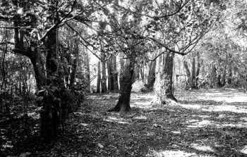Sinclair cemetery, Hine Rd, WOA after clearing - H Todd photo (B&W) - 28 July 1983 - WHMS: L3545