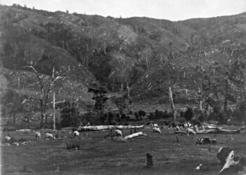 Cleared land, Wainuiomata. Bothamley, Robert Westley, 1888-1967 :Photographs of shipping and Wellington. Ref: PAColl-7405-01. Alexander Turnbull Library, Wellington, New Zealand. /records/23216869