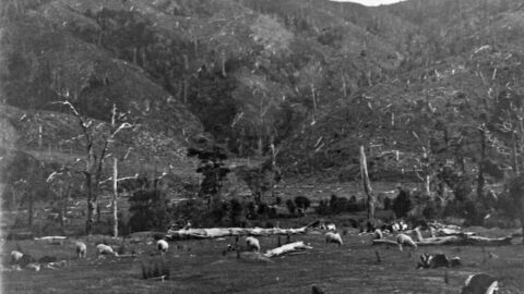 Wood Farm Upper Moores Valley , circa 1880s. Bothamley, Robert Westley, 1888-1967 :Photographs of shipping and Wellington. Ref: PAColl-7405-01. Alexander Turnbull Library, Wellington, New Zealand. /records/23216869