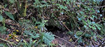 Exposed water race - 2025 - © wainuiomata.net
