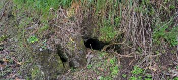 Exposed water race next to Reservoir Road - 2025 - © wainuiomata.net