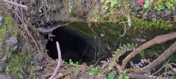 Exposed water race next to Reservoir Road - 2025 - © wainuiomata.net