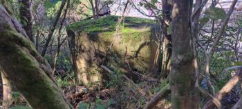 Possibly the eastern entrance to Dick's Tunnel - 2025 - wainuiomata.net