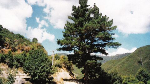 Colemans Tunnel Entrance & Reservoir Road - 1989 - © Jeremy Foster