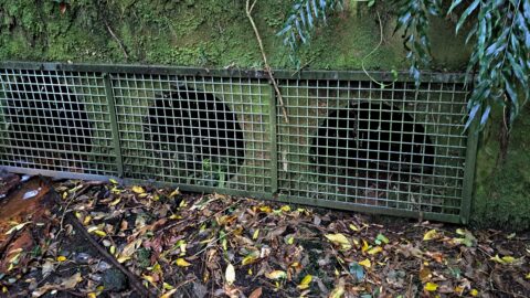 Relief tunnels / pipes through the old dam next to tunnel - 2024 - © wainuiomata.net
