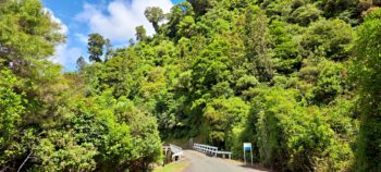 Reservoir Road and bridge in Wainuiomata Regional Park - 2024 - © wainuiomata.net