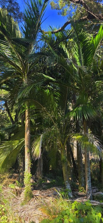 Nikau Palms inside Gollans Valley - 2026 - © wainuiomata.net