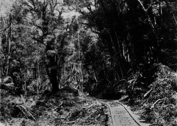 L3531 Orongorongo tracks up to Orongorongo (Semple) Tunnel - 1920s - WHMS: L3531