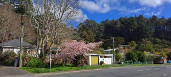 Hine Road in Spring - 2025 - © wainuiomata.net