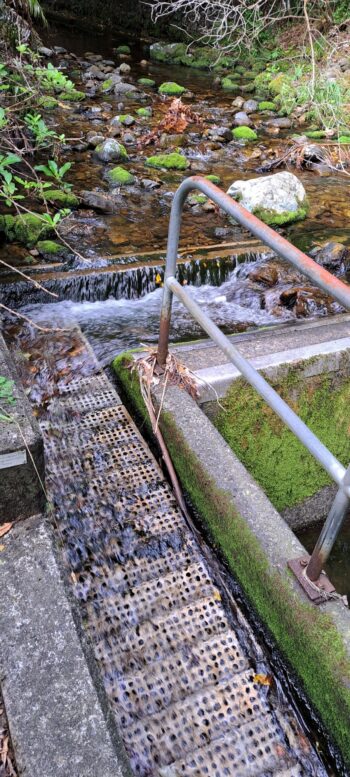 Small Weir on George Creek - 2024 - © wainuiomata.net