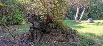 Remnants of the largest macrocarpa tree in the Sinclair Cemetery site- 2026 - © wainuiomata.net