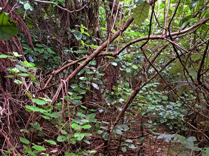 Random Bush 2023 - © wainuiomata.net