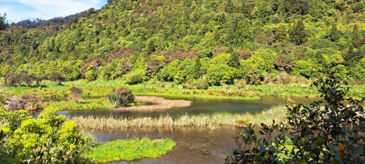 Wetlands in Wainuiomata - 2022 - © wainuiomata.net