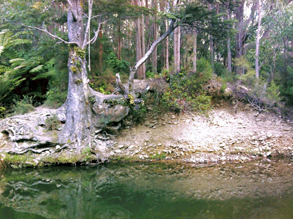 Ultimate Pool & Gum trees circa 2007 - © wainuiomata.net