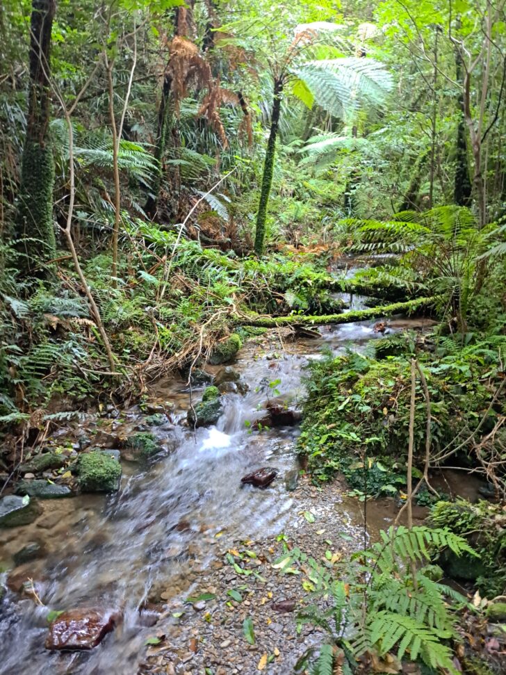 Stream on Gums Loop Walk - 2023 - © wainuiomata.net