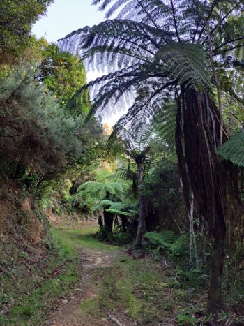 Gums Loop Track and Fern Tree - 2023 - © wainuiomata.net