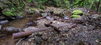 Half buried pipe at Skerretts Creek - 2023 - © wainuiomata.net