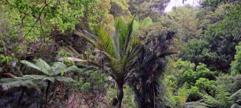 Nikau Palm and Fern Trees at Skerretts Creek - 2023 - © wainuiomata.net