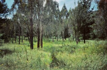 Gums Loop Meadow in 1989 - © wainuiomata.net