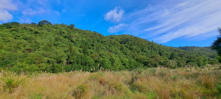Foothills and Toetoe - 2023 - © wainuiomata.net