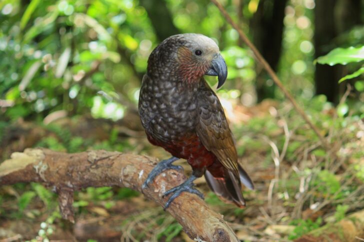 Kaka Bird - 2013 - © wainuiomata.net
