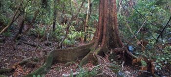 Buttress Root System Wainuiomata Scenic Reserve - 2024 - © wainuiomata.net