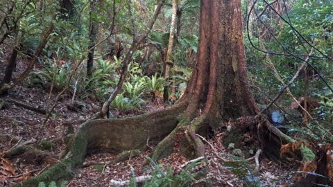 Buttress Root System Wainuiomata Scenic Reserve - 2024 - © wainuiomata.net