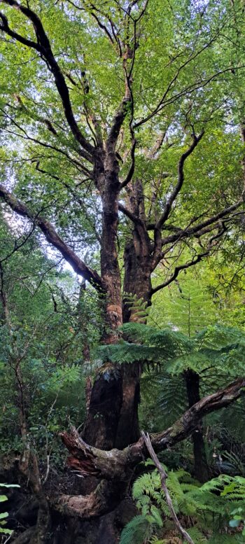 Beech Trees in the Wainuiomata Scenic Reserve - 2024 - © wainuiomata.net