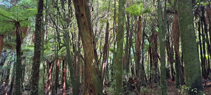 Puketaha - 2024 - © wainuiomata.net