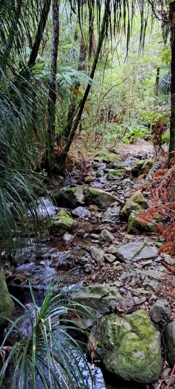 Unnamed Creek - © wainuiomata.net- 2024