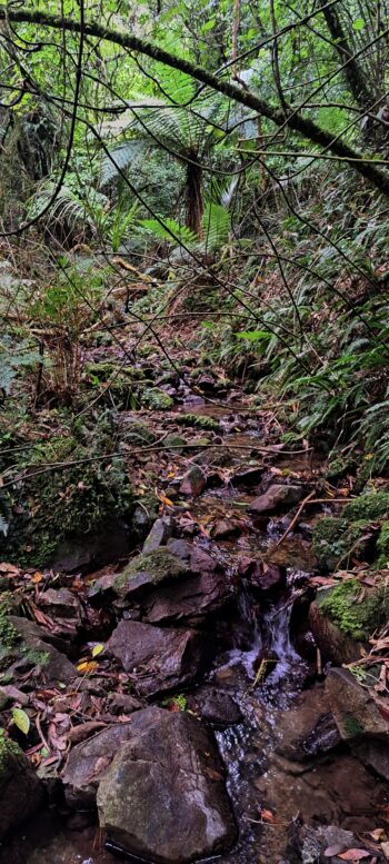 Unnamed Creek - © wainuiomata.net- 2024