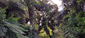 Podocarp Rainforest - 2024 - © wainuiomata.net