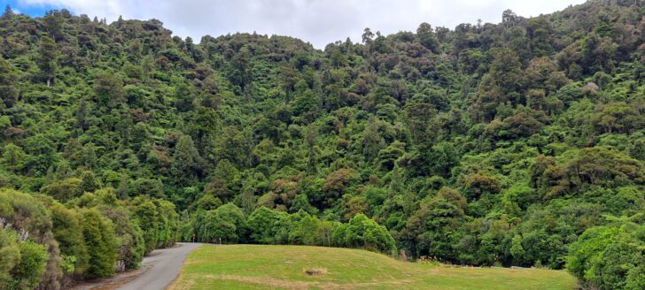 Bush Regeneration - 2024 - © wainuiomata.net