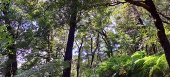 Beech Forest in Remutaka Forest Park - 2024 - © wainuiomata.net