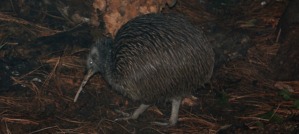 Kiwi - © wainuiomata.net