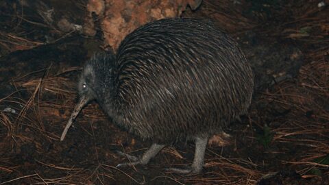 Kiwi - © wainuiomata.net