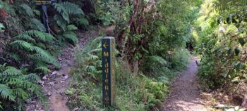 Middle Ridge Track & Orongorongo Track - 2024 - © wainuiomata.net