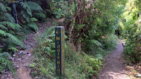Middle Ridge Track & Orongorongo Track - 2024 - © wainuiomata.net