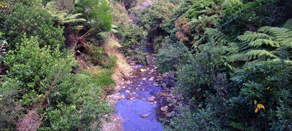 Catchpool Stream - 2024 - © wainuiomata.net