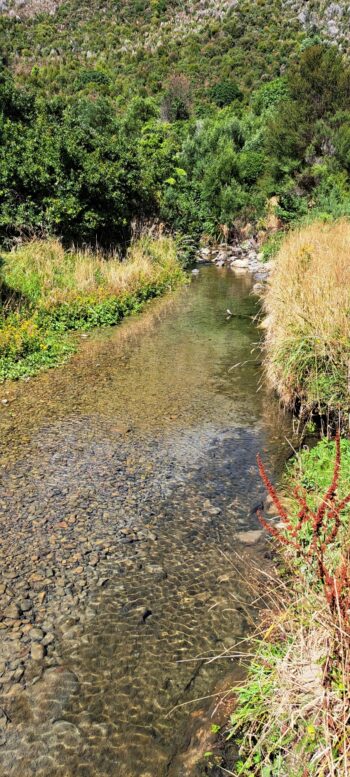 Catchpool Stream - 2024 - © wainuiomata.net