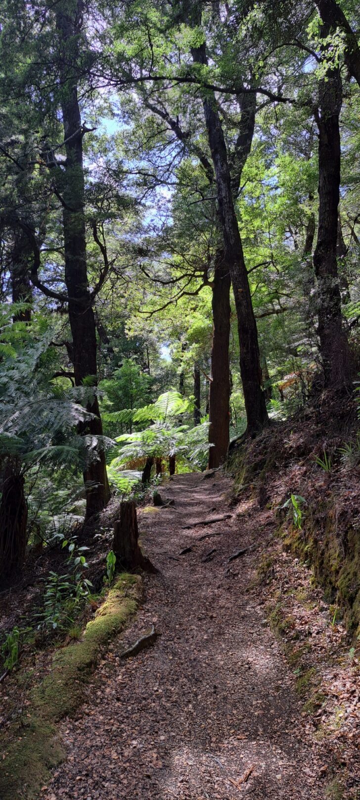 Five Mile Loop Track | WAINUIOMATA .NET