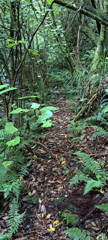 Old Nikau Creek Track - 2024 - © wainuiomata.net