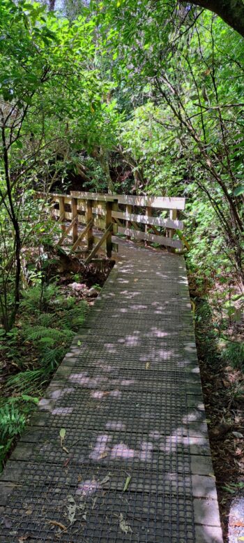 Gums Loop Walk Bridge over Nikau Creek - 2024 - © wainuiomata.net