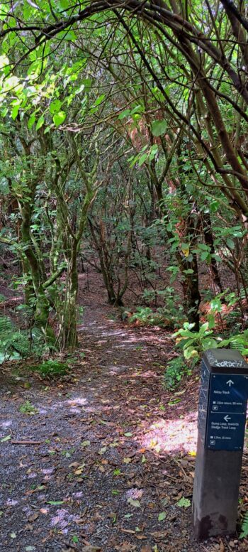 Nikau Creek Track - 2024 - © wainuiomata.net