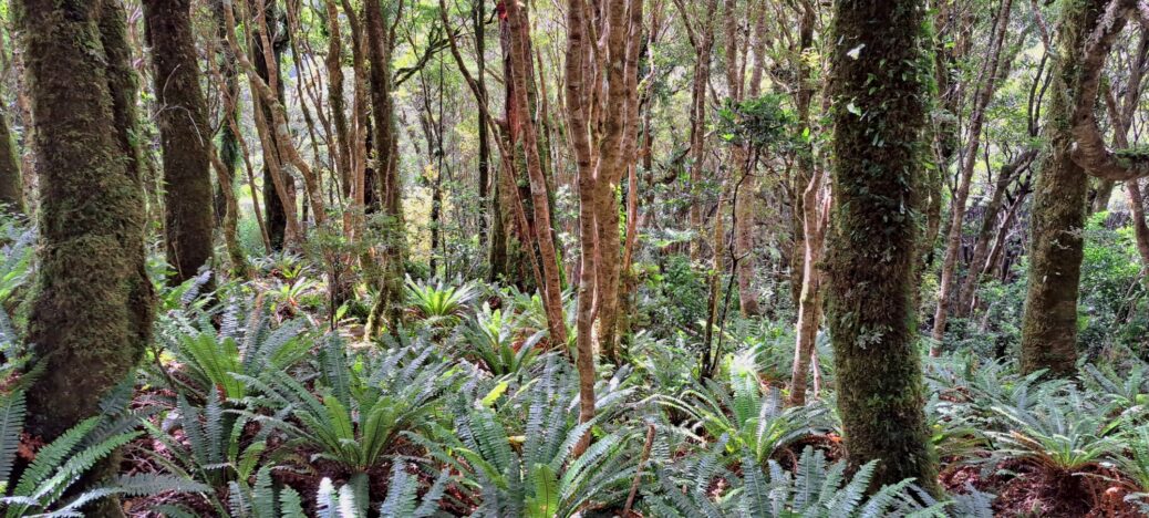 Lush Forest Behind Skerretts Creek Valley - 2024 - © wainuiomata.net