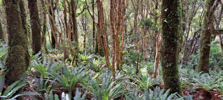Lush Forest Behind Skerretts Creek Valley - 2024 - © wainuiomata.net