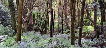 Lush Forest Behind Skerretts Creek Valley - 2024 - © wainuiomata.net