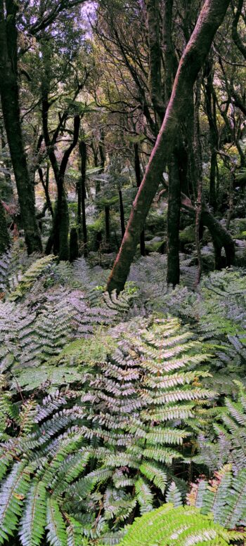 Forest and Ferns on the McKerrow Track - 2024 - © wainuiomata.net