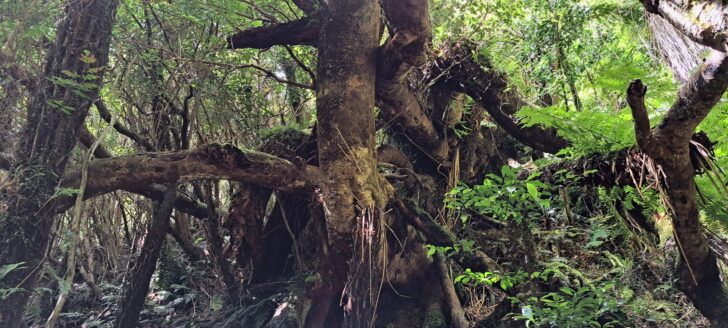 Tangled Trees Growing out of a Slip - 2024 - © wainuiomata.net